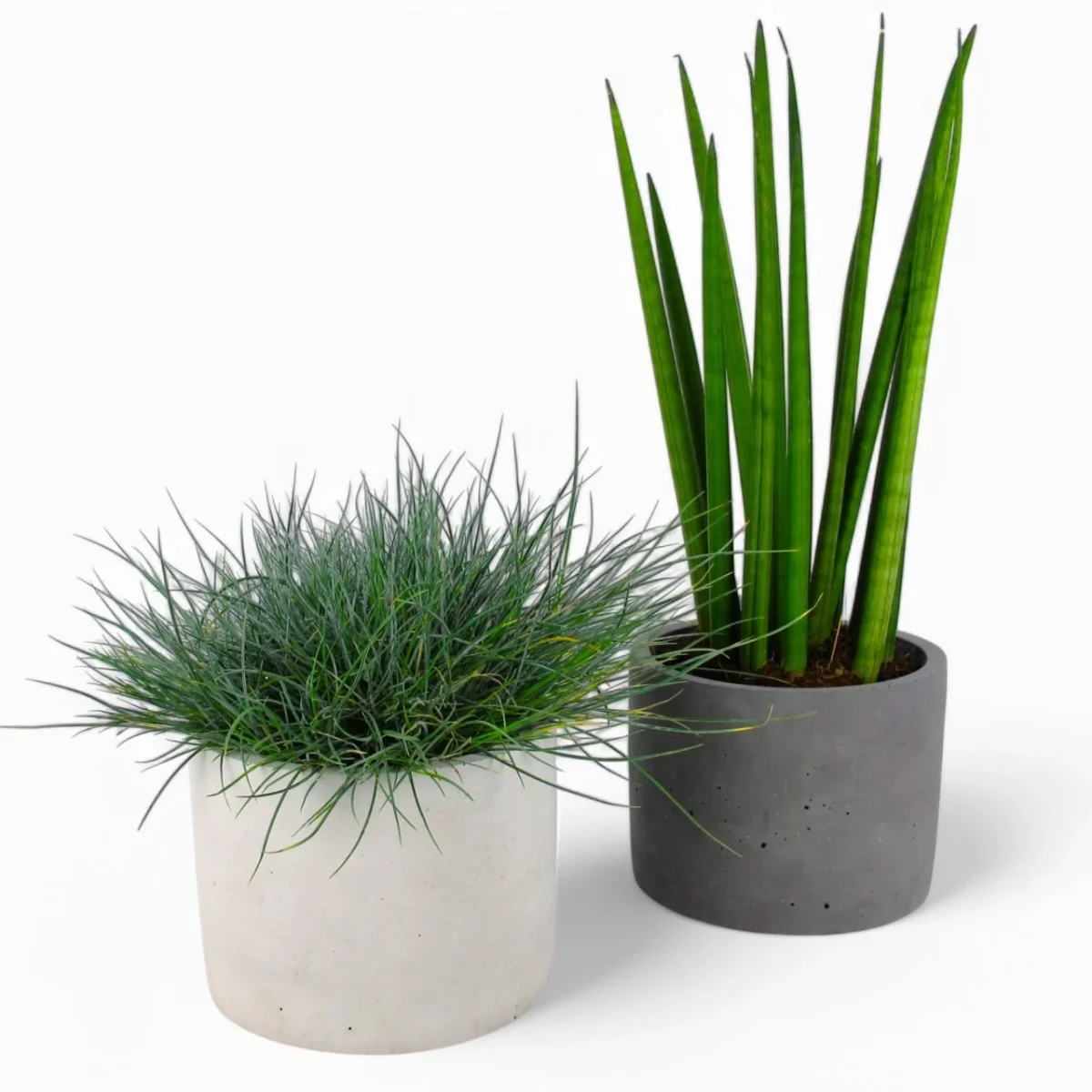 Maceta Blumentopf Ø15cm Beton – Minimalistisch, robust, vielseitig