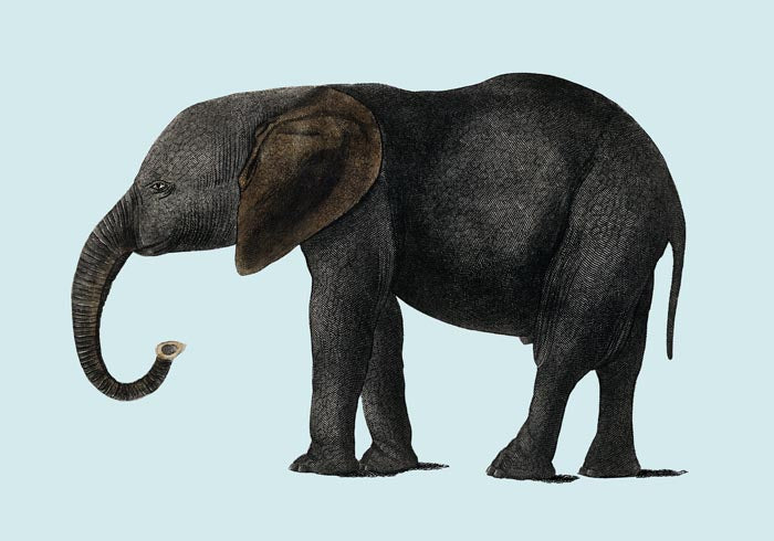 Blue Elephant Animal Illustration Poster – Handgedruckt Berlin – Bild 4