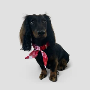 Hundehalsband Twilly square- red